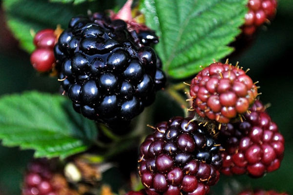 Quả mâm xôi và những giá trị tuyệt vời